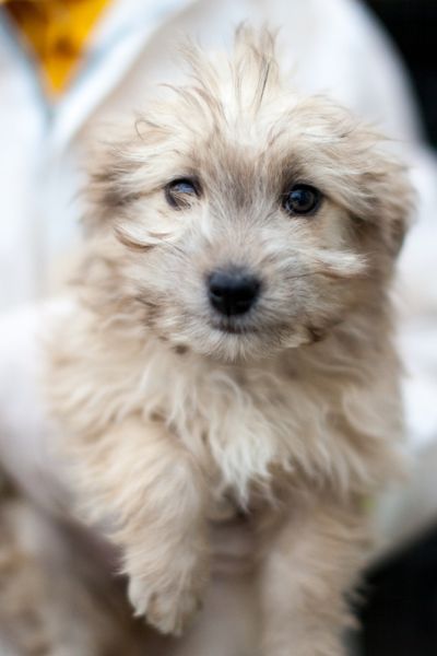 Effie liegt ruhig und entspannt im Arm.