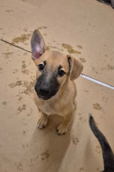 Khaleesi schaut freundlich in die Kamera.