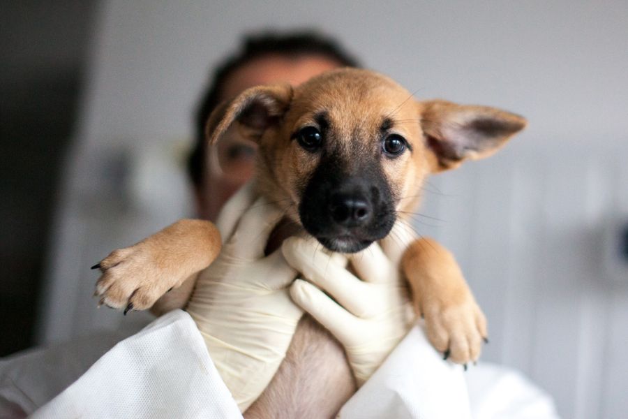 Khaleesi schaut freundlich in die Kamera.