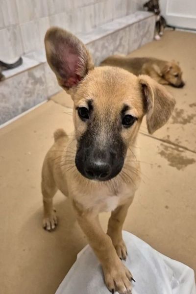 Khaleesi schaut freundlich in die Kamera.