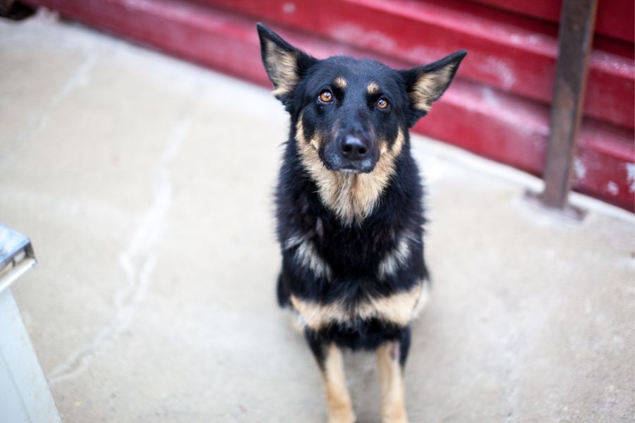 Die Schäferhund-Mix-Hündin Maya schaut mit treuen Augen in die Kamera.