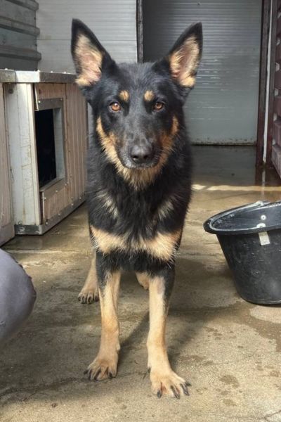 Die Schäferhund-Mix-Hündin Maya schaut mit treuen Augen in die Kamera.
