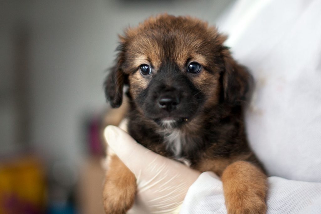 Kleine braune Penelope mit schwarzer Schnauze wird auf dem Arm gehalten.