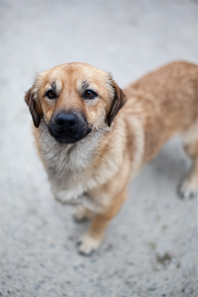 Vicky schaut treu in die Kamera