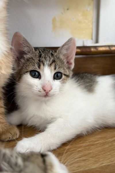 Jungkatze Maple guckt in die Kamera