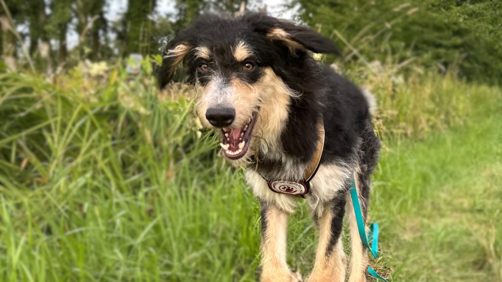 Ehrenamt in Viersen: Gassigehen mit Hunden wie Nacho