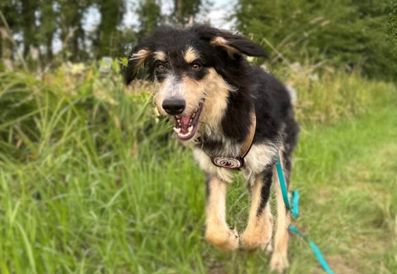 Ehrenamt in Viersen: Gassigehen mit Hunden wie Nacho