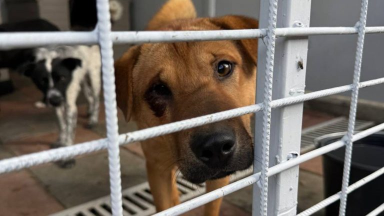 Ein brauner Hund steht am Gitter des Zwingers in einer Tötungsstation