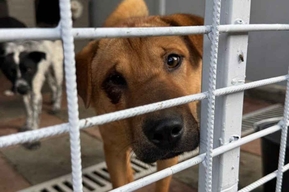Ein brauner Hund steht am Gitter des Zwingers in einer Tötungsstation