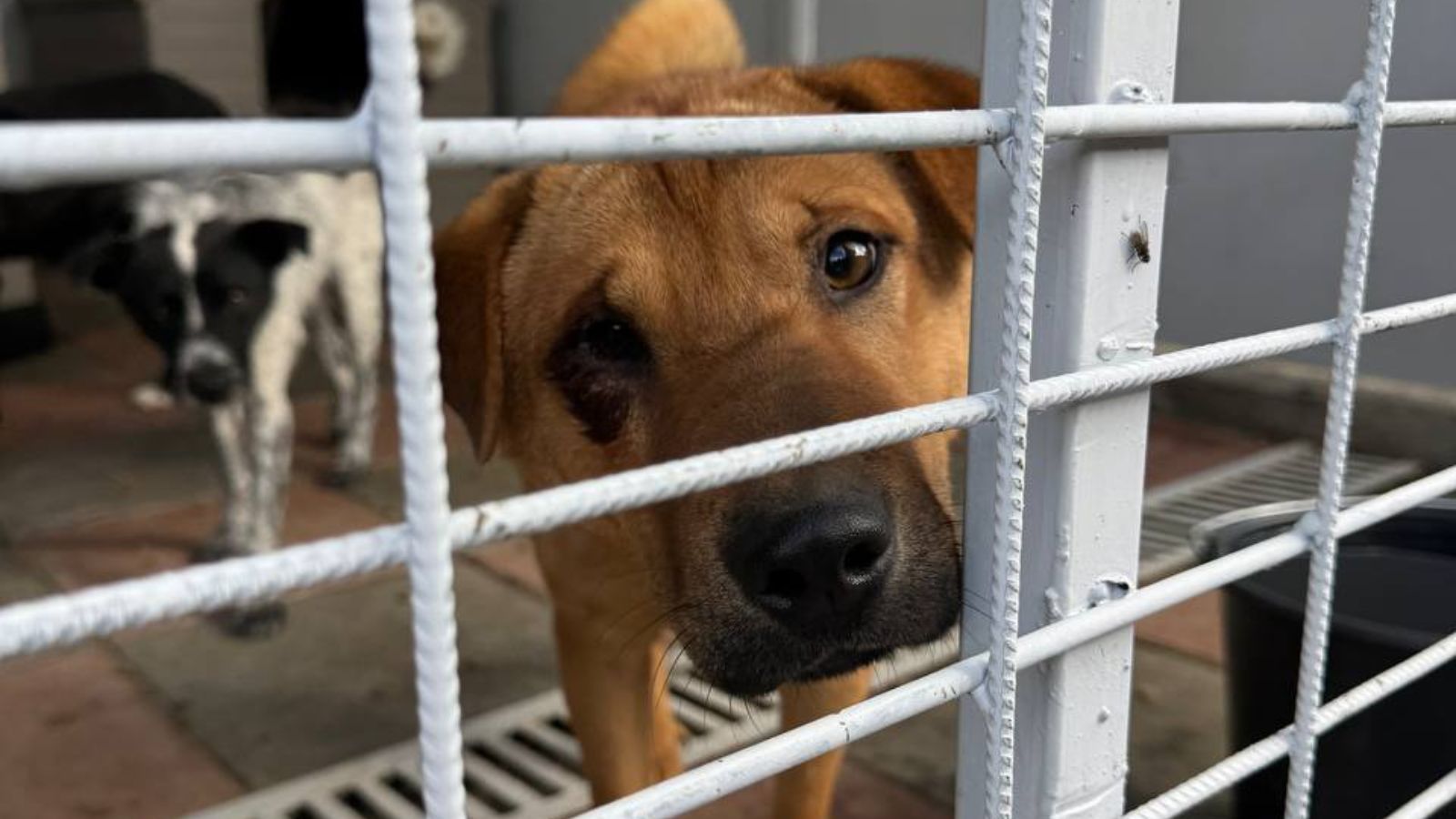 Ein brauner Hund steht am Gitter des Zwingers in einer Tötungsstation