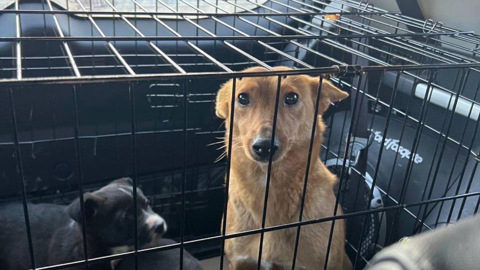 Hündin mit Welpen sitzt in einem kleinen Zwinger im Auto auf dem Weg ins Tierheim