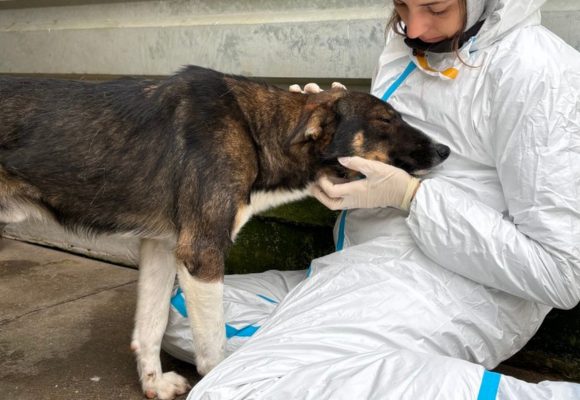 Hund kuschelt sich an Frau