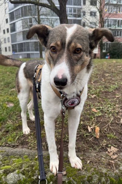 Hündin Aurelia steht und schaut neugierig in die Kamera.