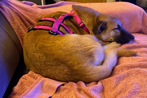 Azula schläft zusammengerollt.