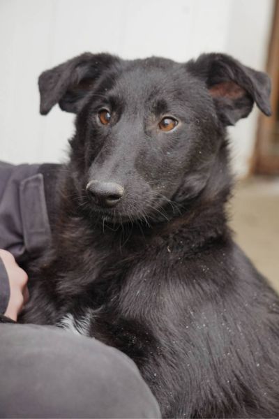 Der schwarze Rüde Jaron wird gestreichelt.