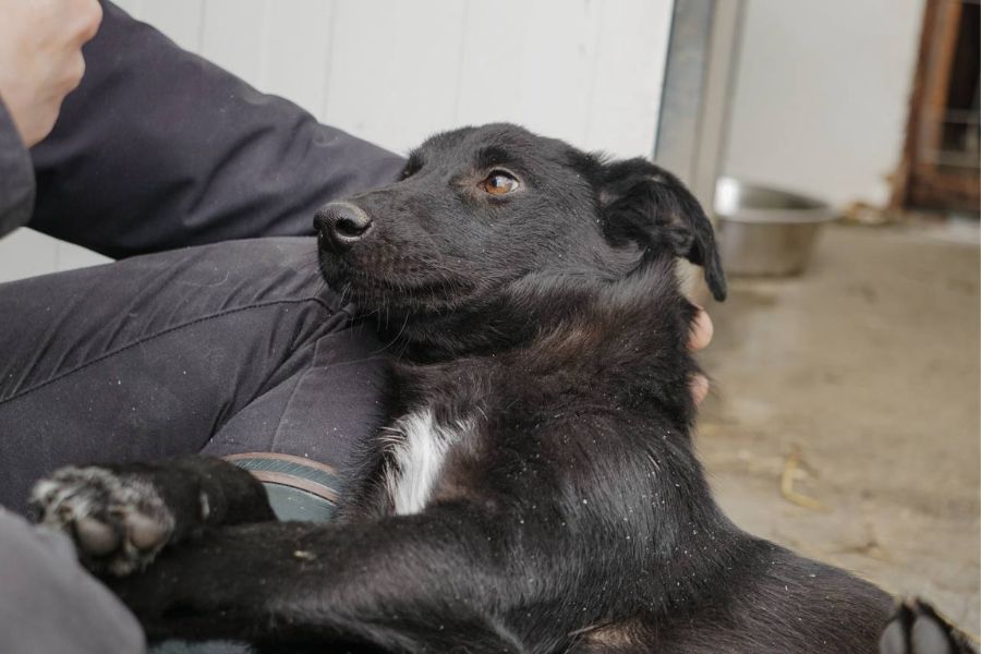 Der schwarze Rüde Jaron wird gestreichelt.