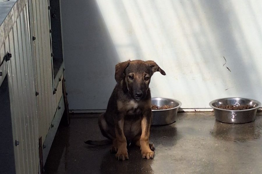 Braun schwarzer Welpe sitzt neben seiner Hütte