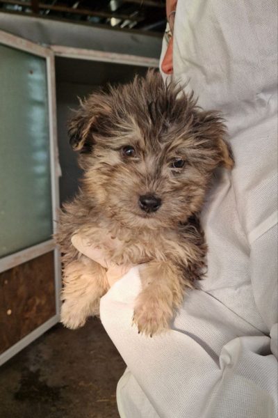 Braun, grauer Welpe wird auf dem Arm gehalten