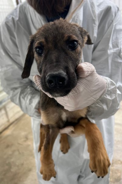 Braun schwarzer Welpe wird in die Kamera gehalten