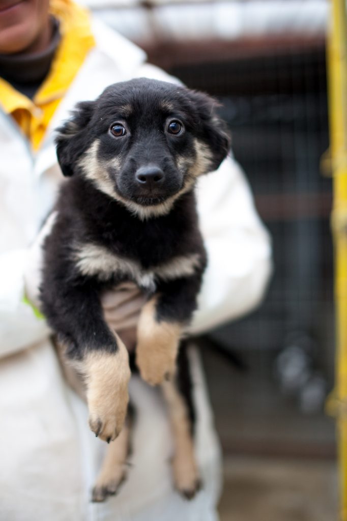 schwarz beiger Welpe schaut in die Kamera