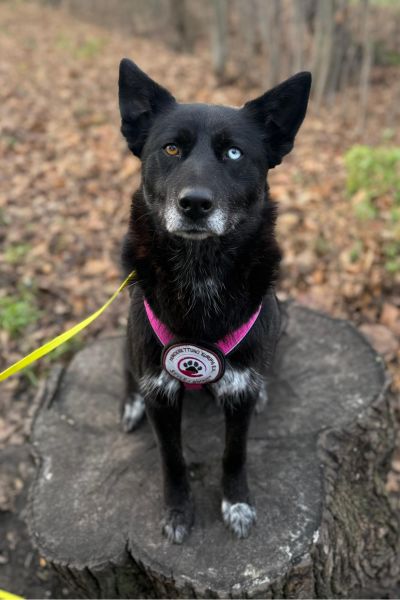 Hündin Delany sitzt auf einem Baumstumpf und schaut in die Kamera.