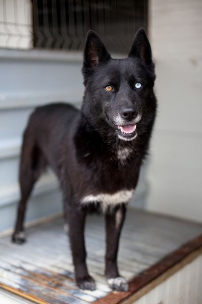 Delany steht auf ihrer Hundehütte und schaut in die Kamera.