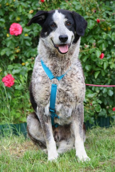 Rüde Ornilo sitzt und schaut in die Kamera.