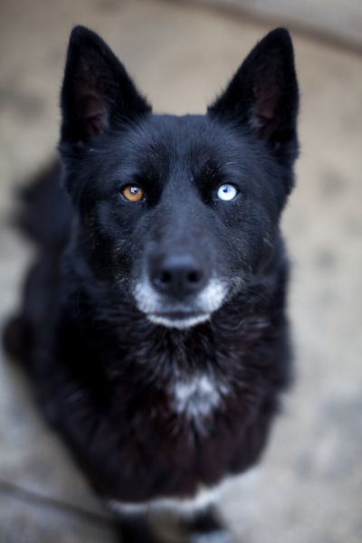 Delany schaut aufmerksam in die Kamera.