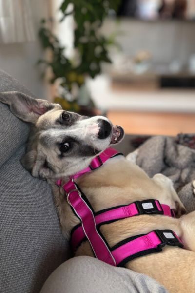 Ein Hund mit spitzen Ohren liegt auf dem Sofa und dreht den Kopf zur Kamera.