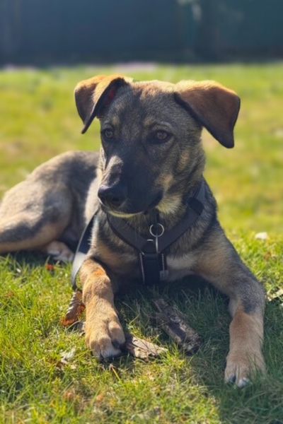 Ein Welpe liegt im Gras.