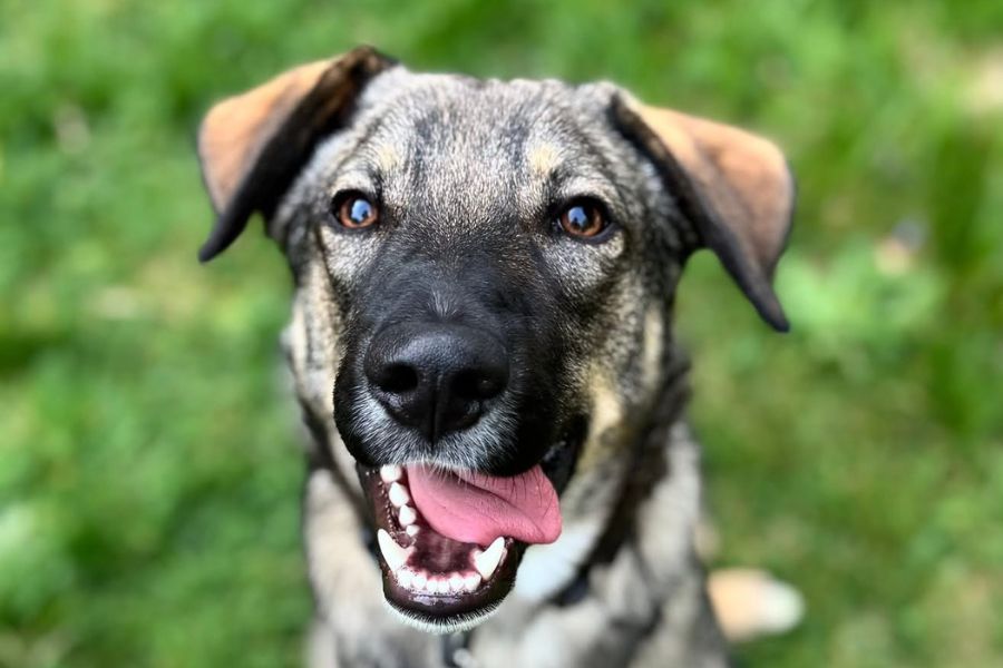 Ein Hund hechelt und schaut verspielt in die Kamera.