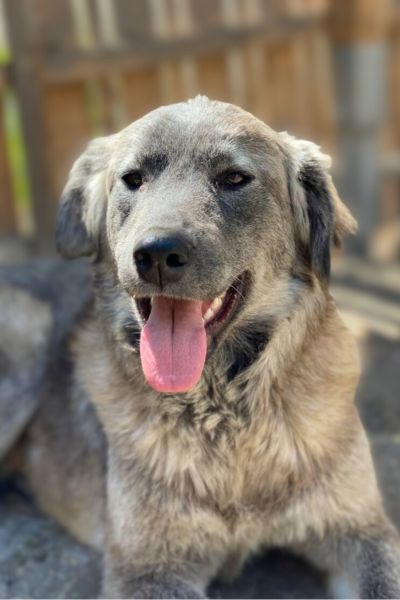 Ein grauer Hund hechelt in die Kamera.