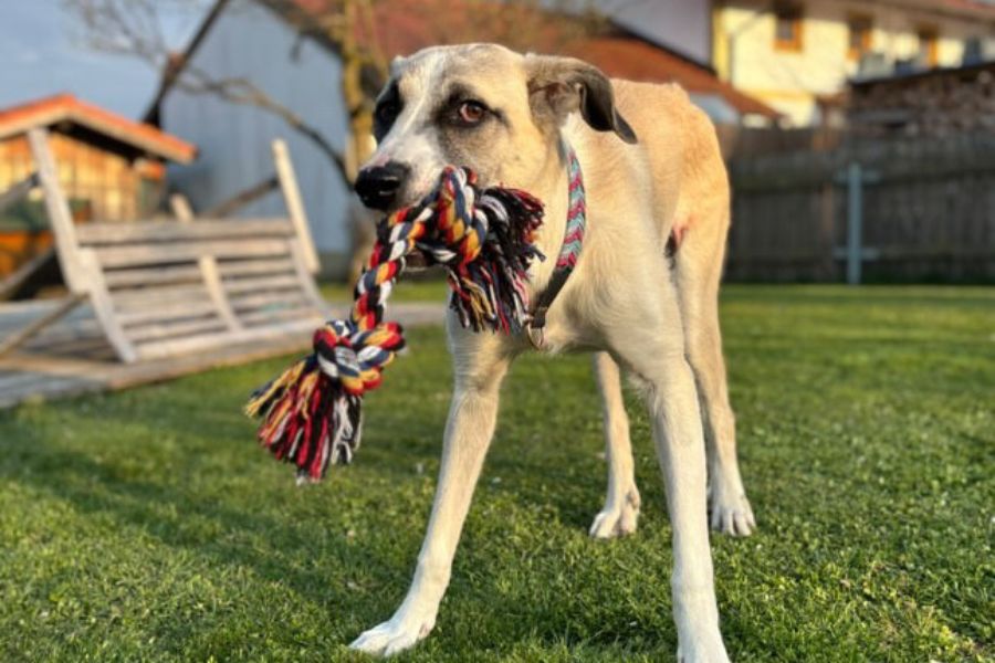 Ein Hund spielt im Garten mit einem Spielzeug.