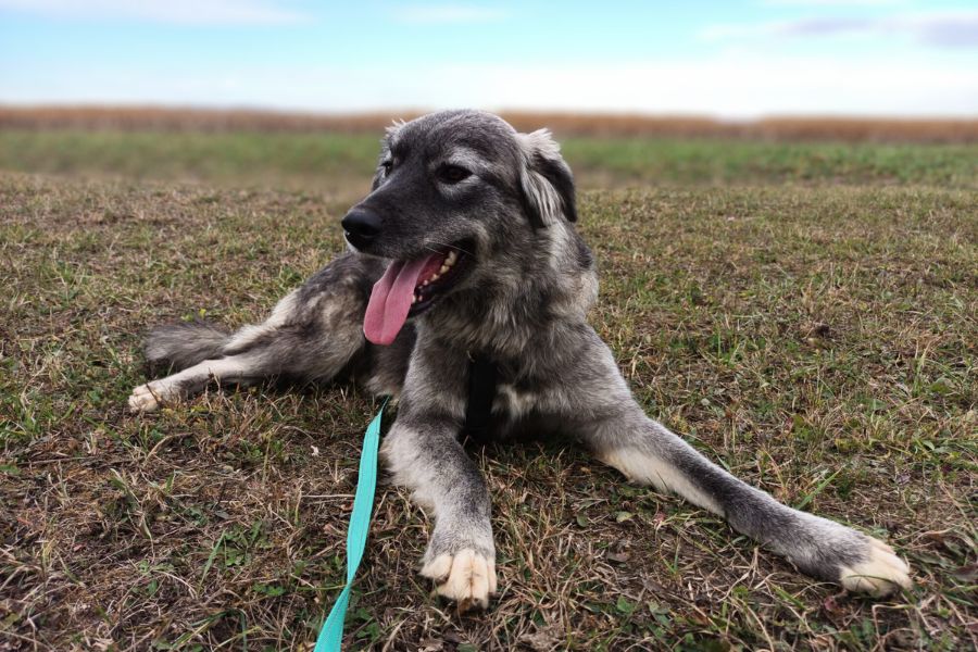 Ein Hund liegt auf einer Wiese und hechelt.