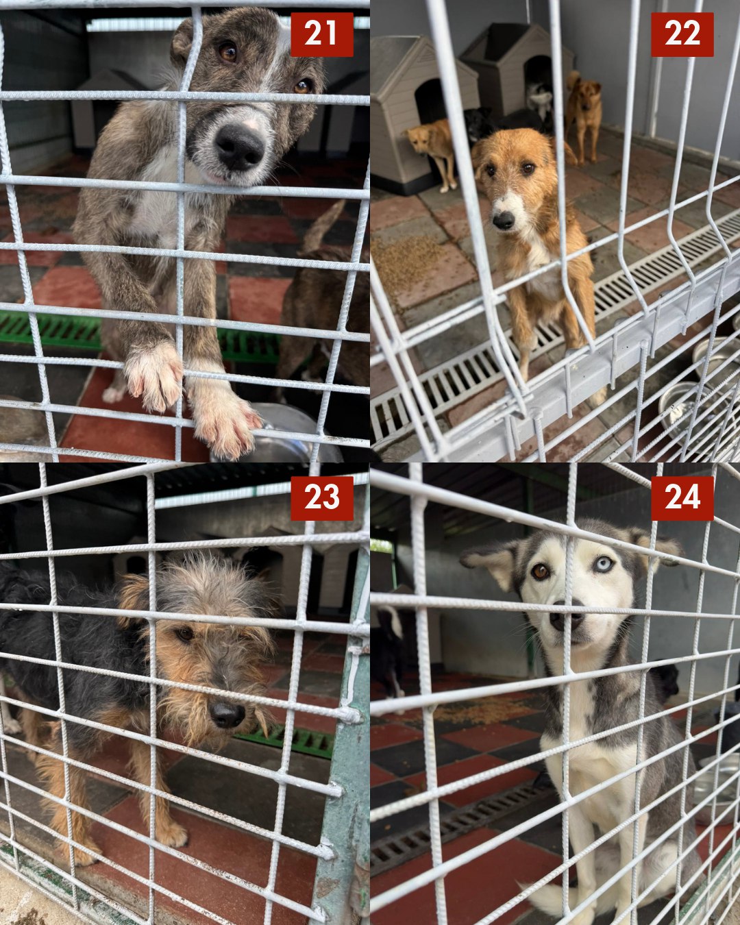 Hunde 21 bis 24 die aus der Tötungsstation gerettet werden wollen