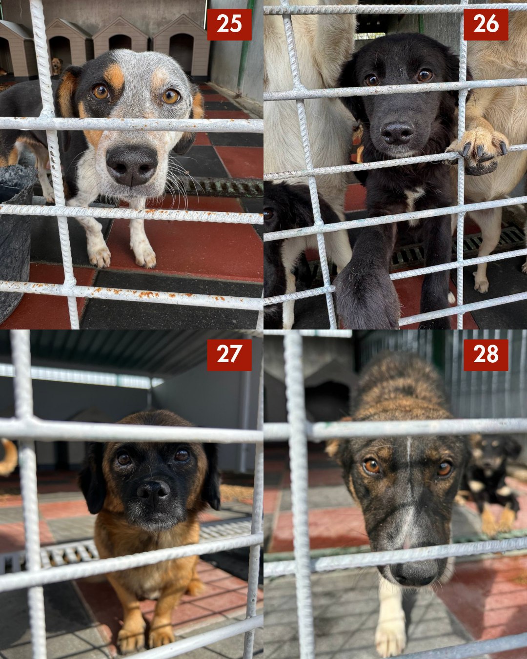 Hunde 25 bis 28 die aus der Tötungsstation gerettet werden wollen