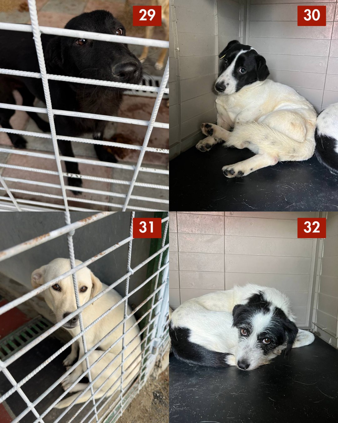 Hunde 29 bis 32, die gerettet werden wollen