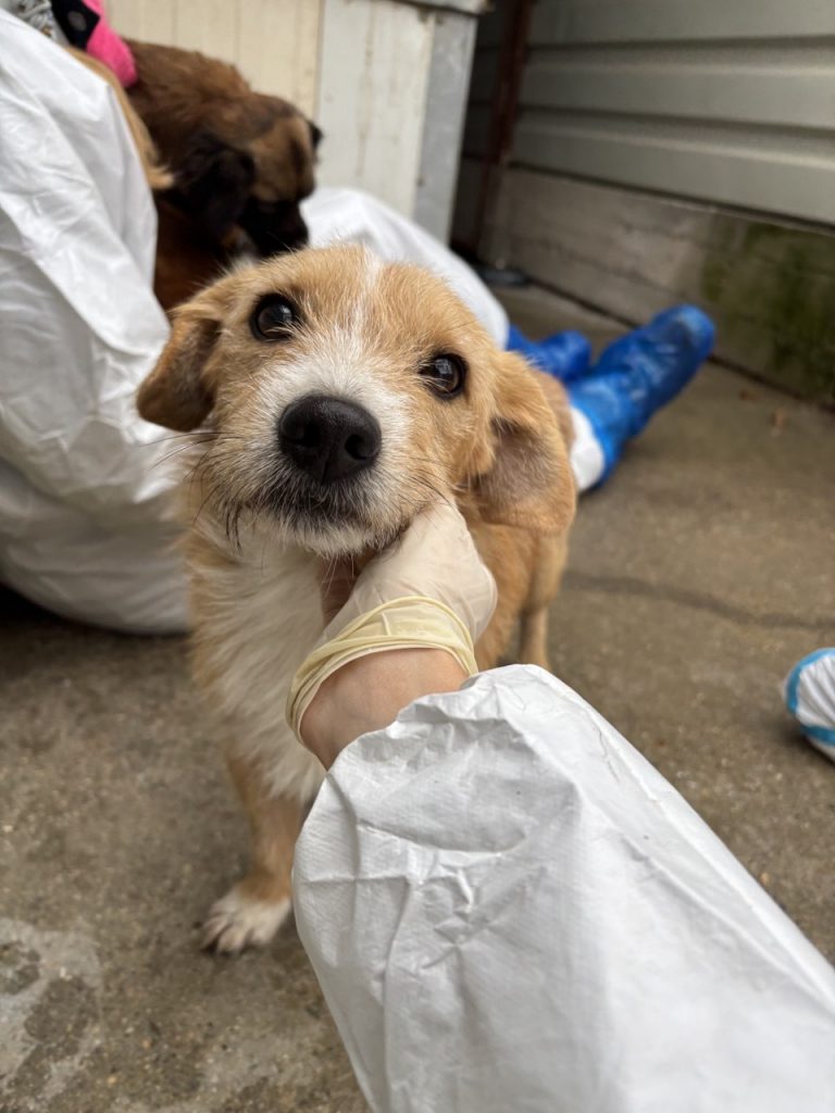Hund Nr. 6 freut sich über Liebe
