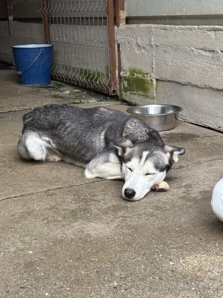 Die Husky-Hündin ist sofort eingeschlafen, als sie in Sicherheit war.