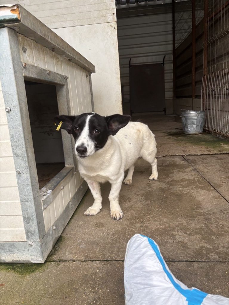 Hund Nr. 30 kann es noch gar nicht glauben