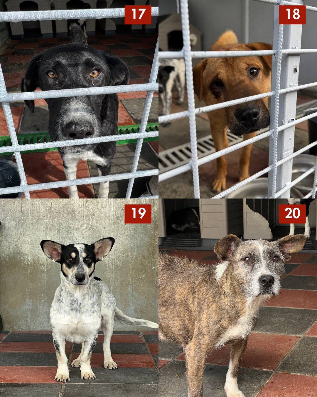 Hunde 17 bis 20 die aus der Tötungsstation gerettet werden wollen