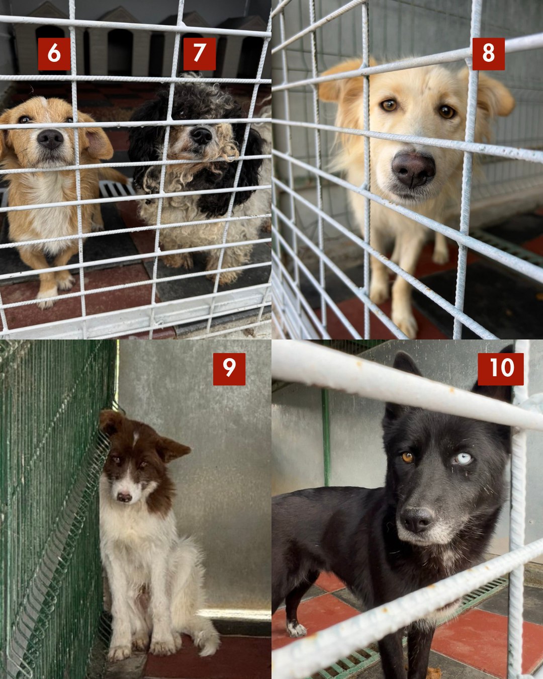 Hunde 5-10 die aus der Tötungsstation gerettet werden können