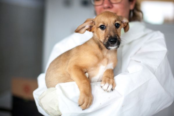 Sansa liegt bequem auf dem Arm.