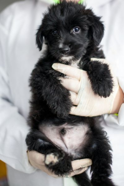 Der kleine schwarze Welpe Anthony wird in den Händen gehalten und schaut schüchtern in die Kamera.