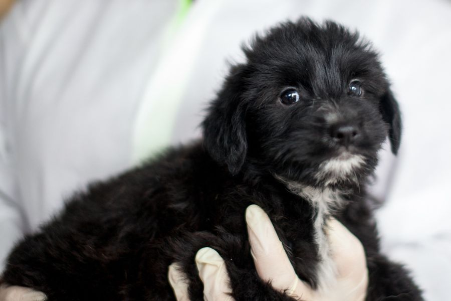 Der kleine schwarze Welpe Anthony wird in den Händen gehalten und schaut schüchtern in die Kamera.