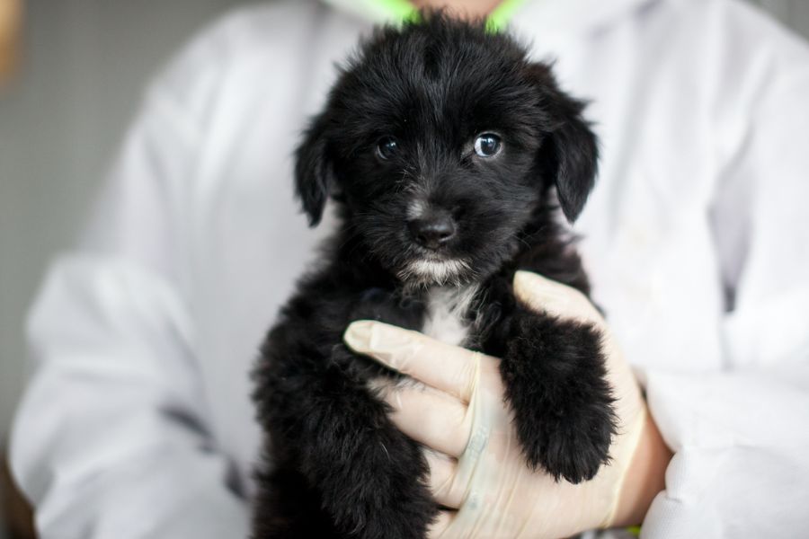Der kleine schwarze Welpe Anthony wird in den Händen gehalten und schaut schüchtern in die Kamera.