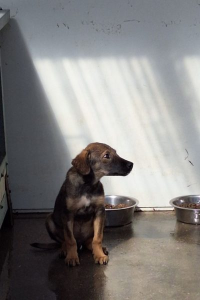 Braun schwarzer Welpe sitzt im Zwinger und schaut zur Seite