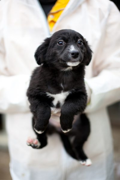 Schwarzer Welpe wird auf dem Arm gehalten