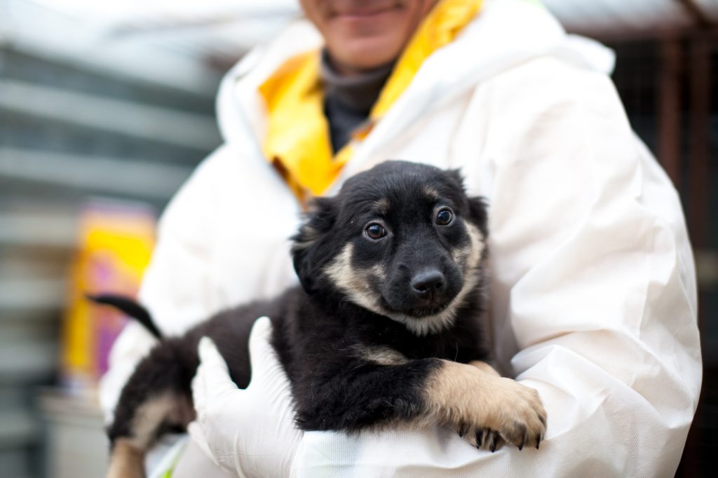 schwarz beiger Welpe liegt im Arm und schaut in die Kamera