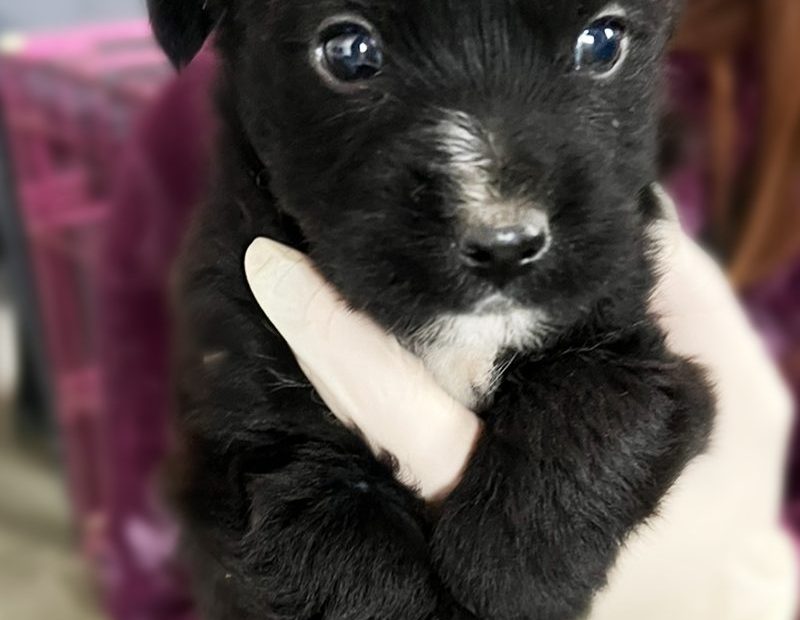 Der kleine schwarze Welpe Anthony wird in den Händen gehalten und schaut schüchtern in die Kamera.
